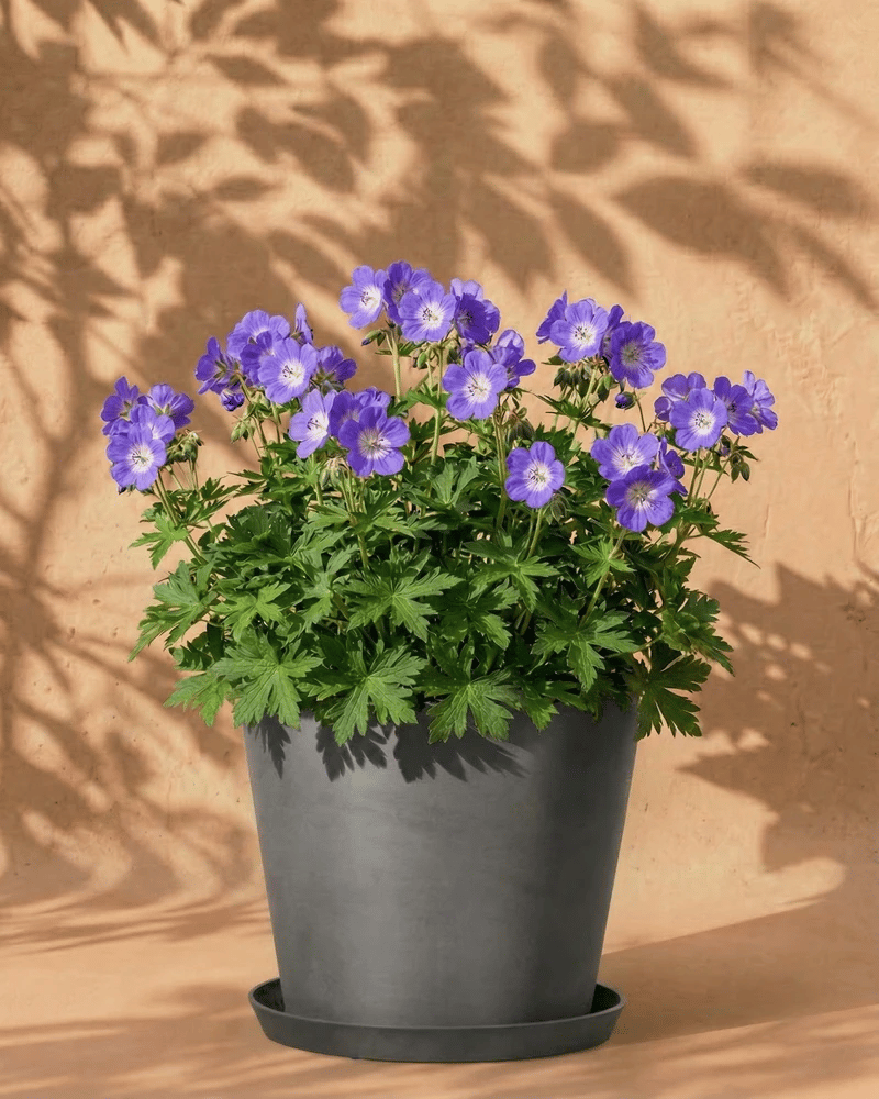 Ein grauer Blumentopf mit leuchtend grünem Laub und vielen kleinen violetten Blüten, wie die Geranie (blau), steht auf einem passenden Untersetzer vor einer hellbraunen Wand mit weichen Pflanzenschatten.