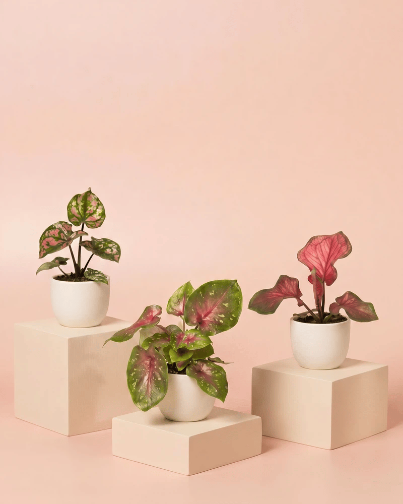 Drei Baby Caladium im keramischen Direito-Übertopf in zwei Farbvarianten: Cremeweiss und Anthrazit.