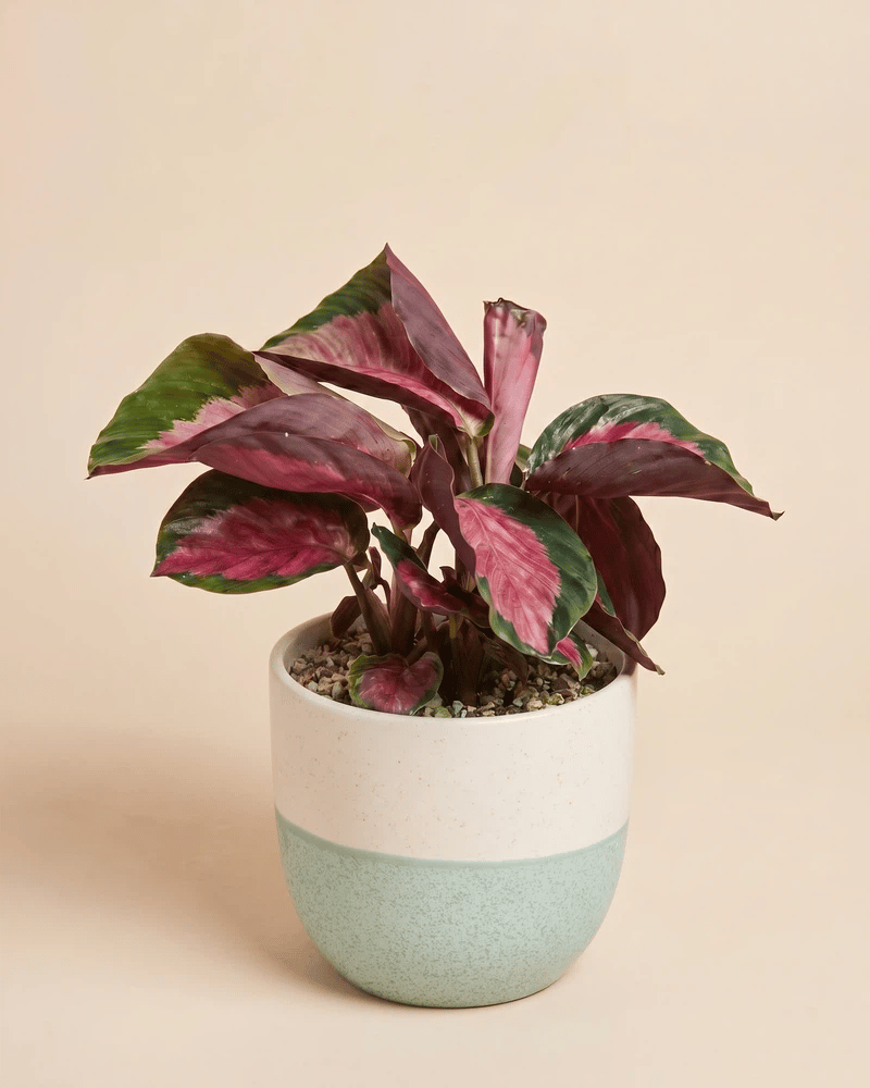 Die Calathea 'Rosy' im Variado-Übertopf in drei zweifarbigen Varianten: Weiss-Sage, Weiss-Terrakotta und Sage-Cremeweiss.