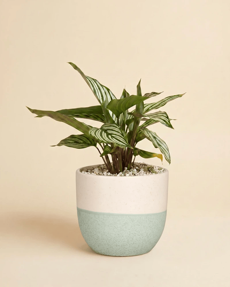 Die Calathea vittata im Variado-Übertopf in drei zweifarbigen Varianten: Weiss-Sage, Weiss-Terrakotta und Sage-Cremeweiss.