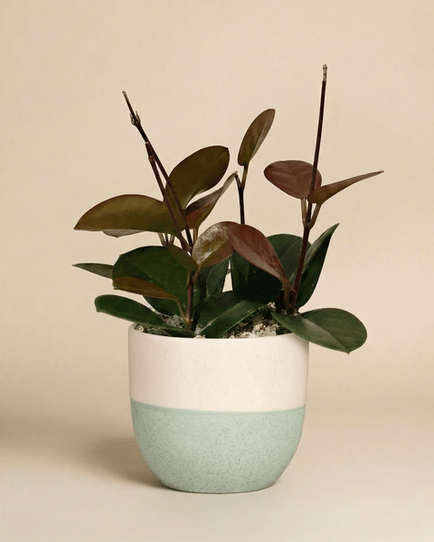 Hoya australis im Variado-Übertopf in Mint, Rosé und Grau