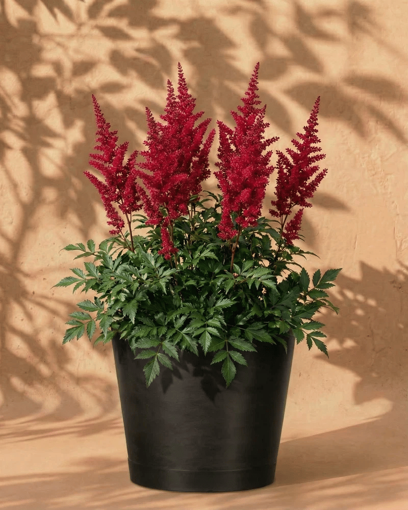 Pinke Astilbe im anthrazitfarbenen Venice-Übertopf vor einer warmen Sandsteinwand