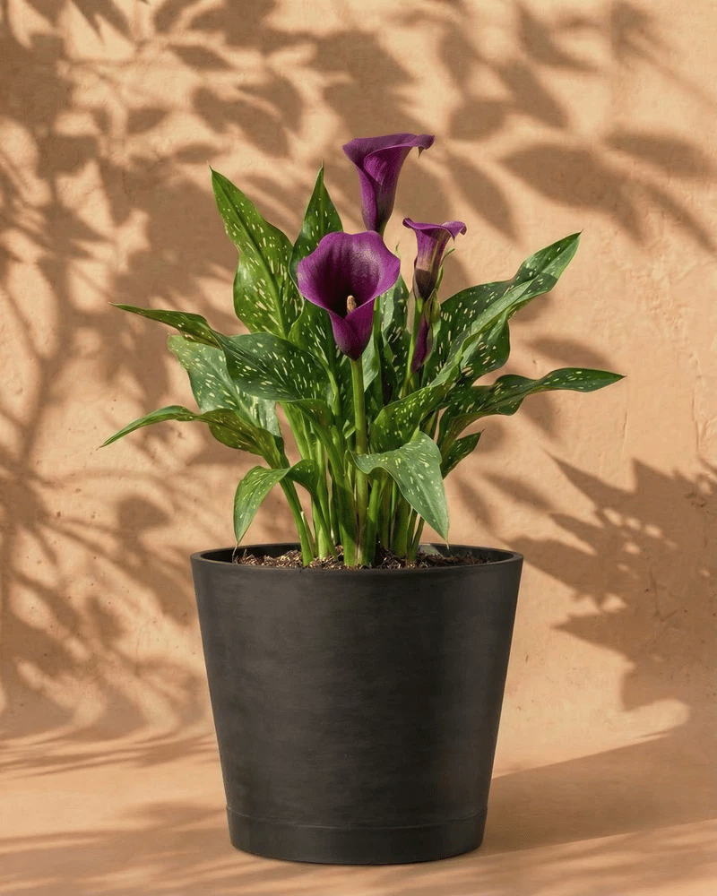 Violette Calla im anthrazitfarbenen Venice-Übertopf vor einer warmen Sandsteinwand