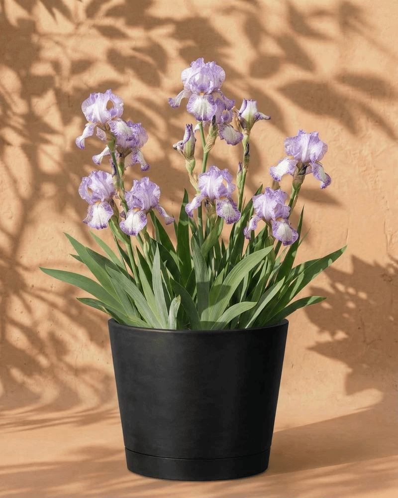 Weiß-violette Iris im anthrazitfarbenen Venice-Übertopf vor einer warmen Sandsteinwand
