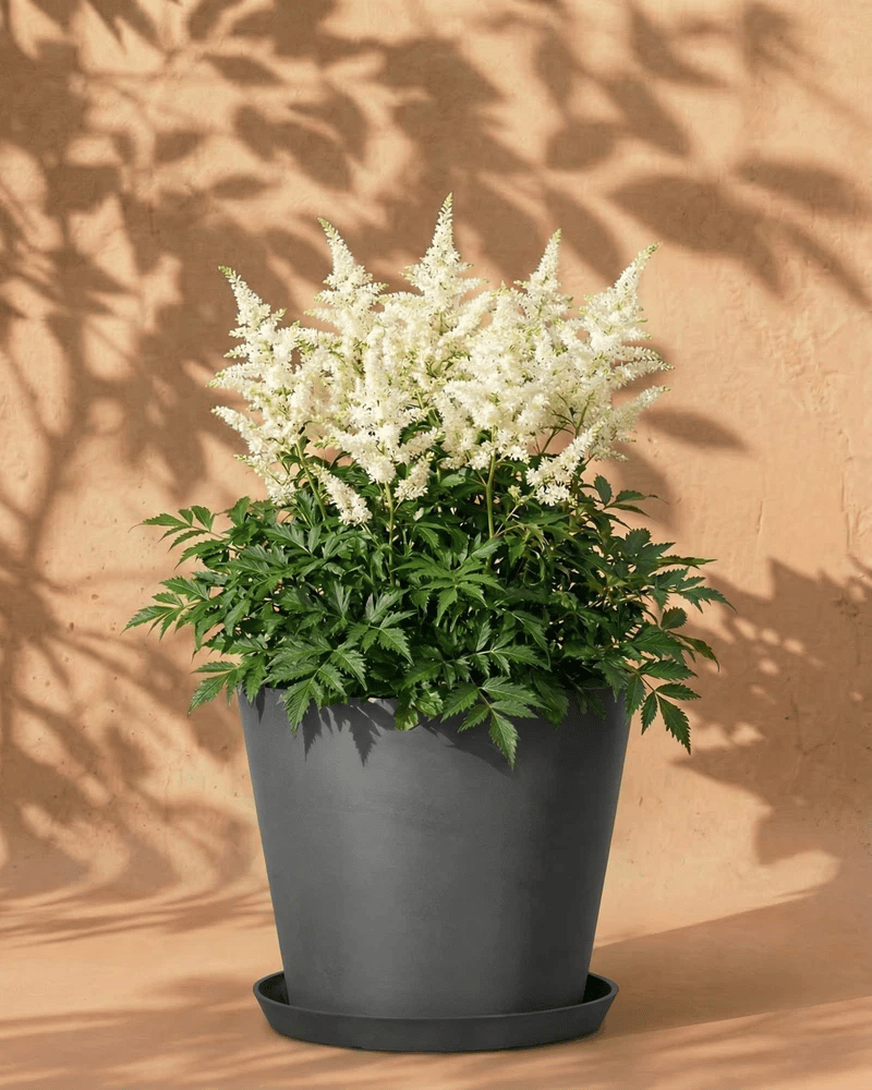 Weiße Astilbe im dunkelgrauen Amsterdam-Übertopf mit Untersetzer vor warmer Wand