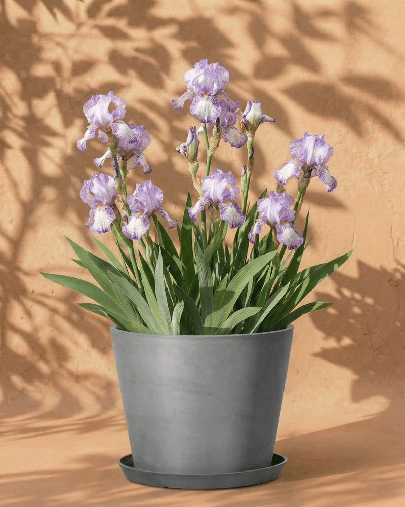 Weiß-violette Iris im dunkelgrauen Amsterdam-Übertopf mit Untersetzer vor warmer Wand