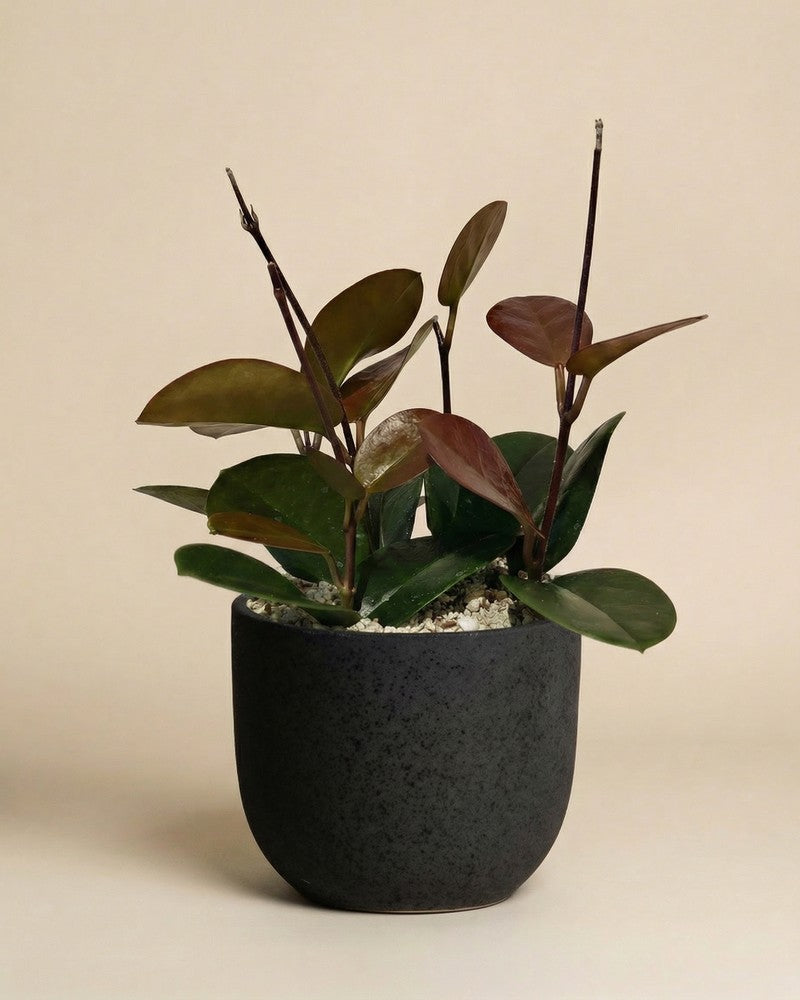 Hoya australis im dunklen gesprengkelten Direito-Übertopf