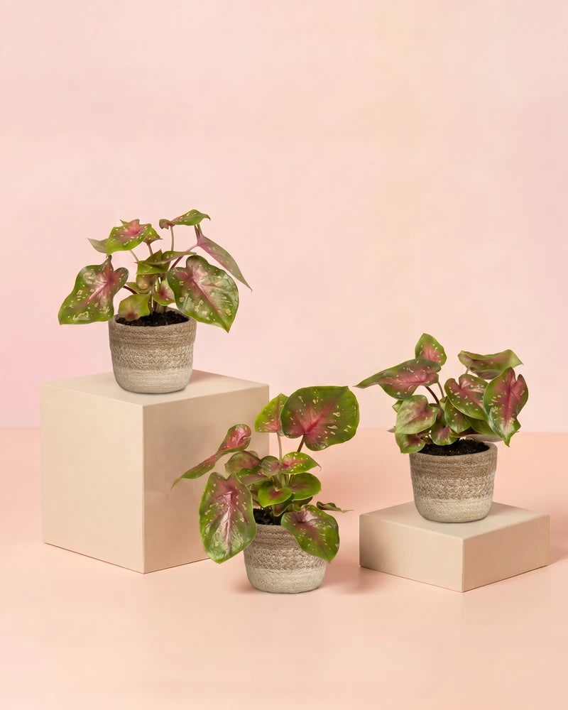 Drei Baby Caladium 'Casey' in geflochtenen Lapis-Körben aus Jute auf hellen Würfel-Podesten vor zartrosa Hintergrund.