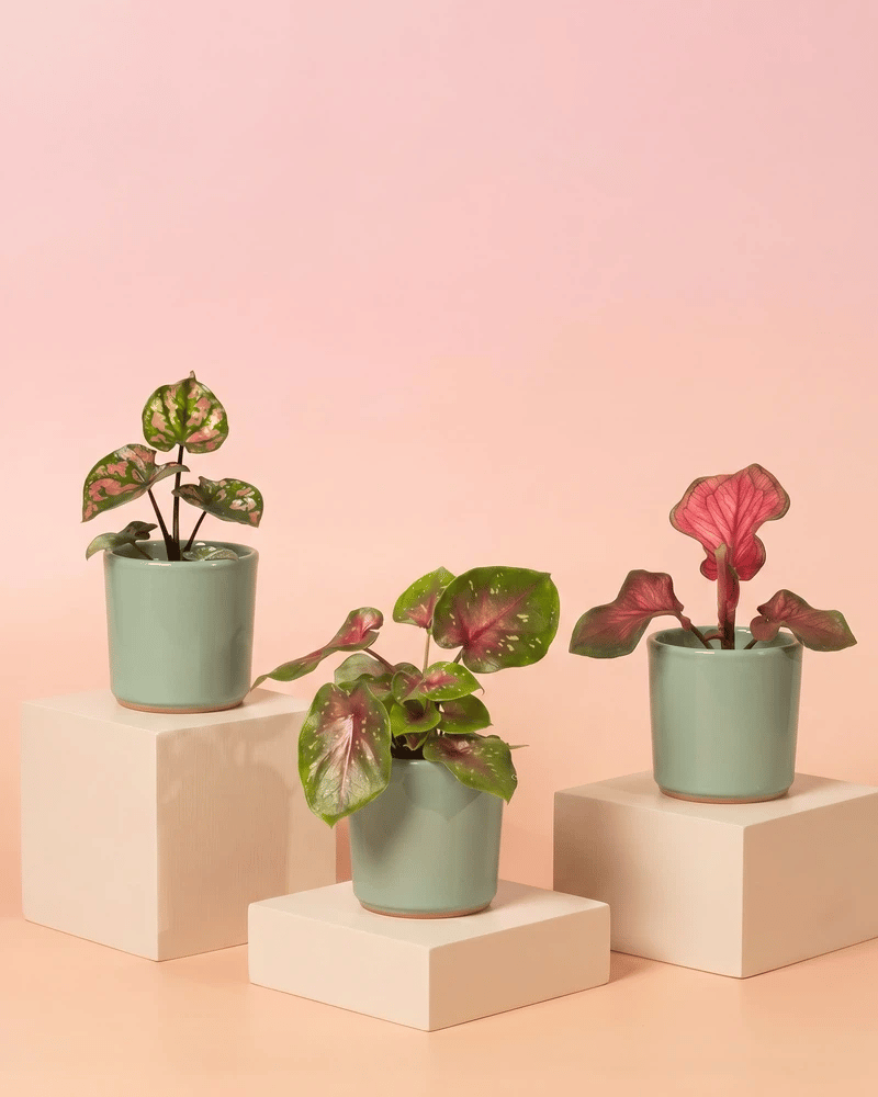 Drei Baby Caladium im glatten Sencillo-Übertopf in vier Farbvarianten: Salbei, Cremeweiss, Weiss und Anthrazit.