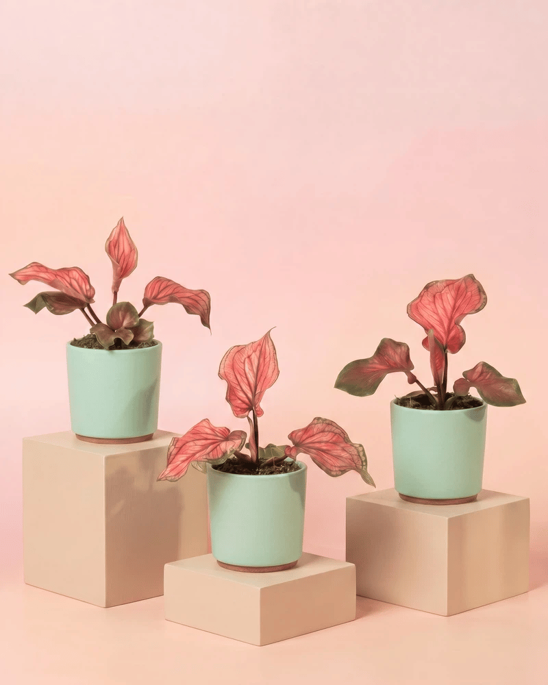 Drei Baby Caladium 'Lucia' im glatten Sencillo-Übertopf in vier Farbvarianten: Salbei, Cremeweiss, Weiss und Anthrazit.