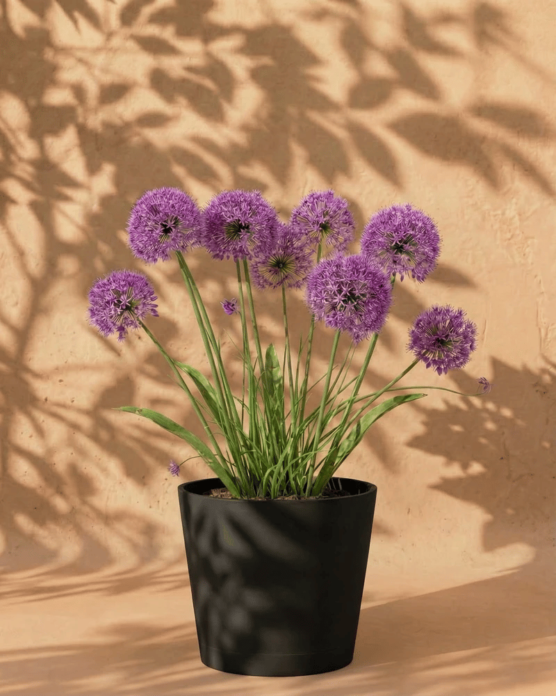 Allium (lila)