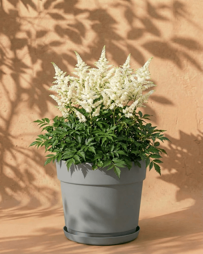 Weiße Astilbe im grauen Bloom-Übertopf mit dekorativem Band und Untersetzer