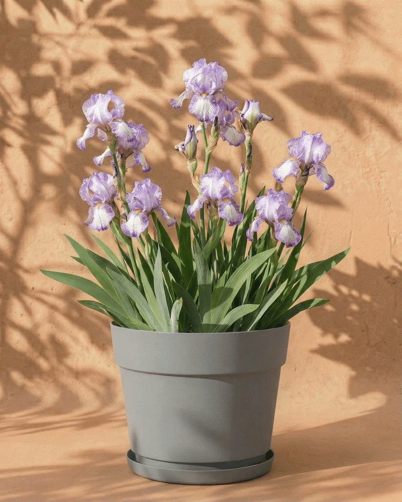 Weiß-violette Iris im grauen Bloom-Übertopf mit dekorativem Band und Untersetzer