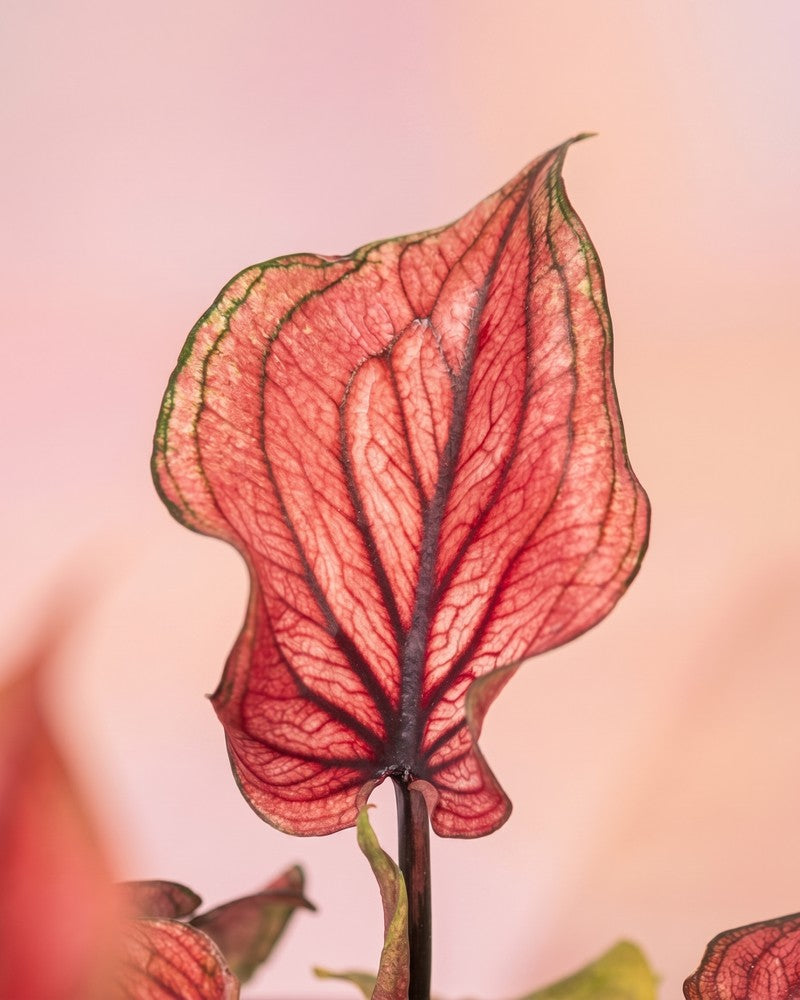 Einzelnes weinrotes Caladium 'Lucia' Blatt mit kontrastreichen dunklen Adern und cremefarbener Randzeichnung vor zartrosa Hintergrund.