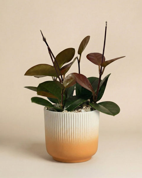 Hoya australis im gerippten Rilio-Übertopf in Weiss-Orange