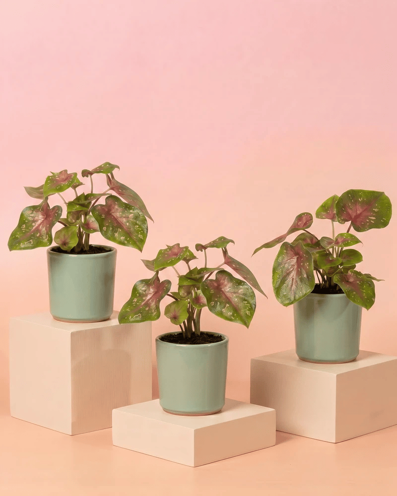 Drei Baby Caladium 'Casey' im glatten Sencillo-Übertopf in vier Farbvarianten: Salbei, Cremeweiss, Weiss und Anthrazit.