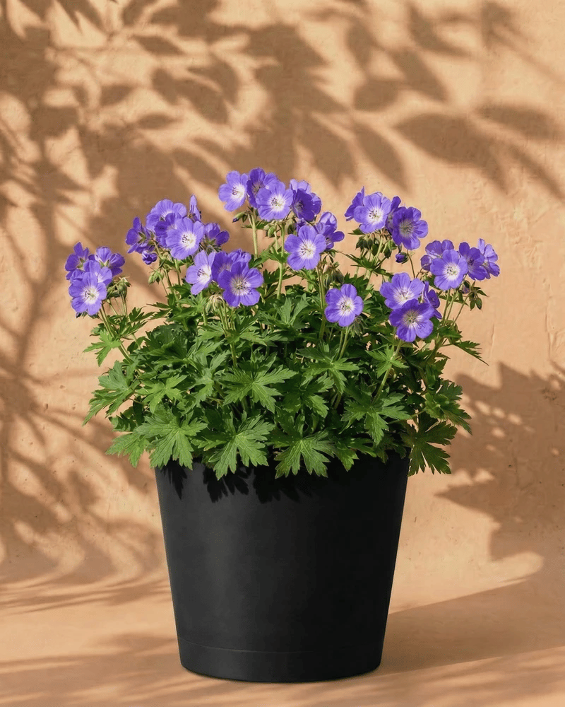 In einem schwarzen Topf steht eine üppig grüne Geranie (blau) mit leuchtend violetten Blüten. Vor einer beigen Wand tanzen weiche Schatten des Laubes im Hintergrund.