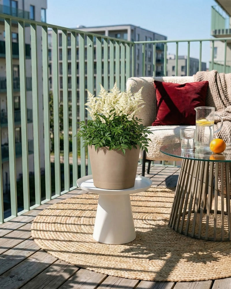 Weiße Astilbe im beigen Topf auf einem sonnigen Balkon mit Lounge-Sofa