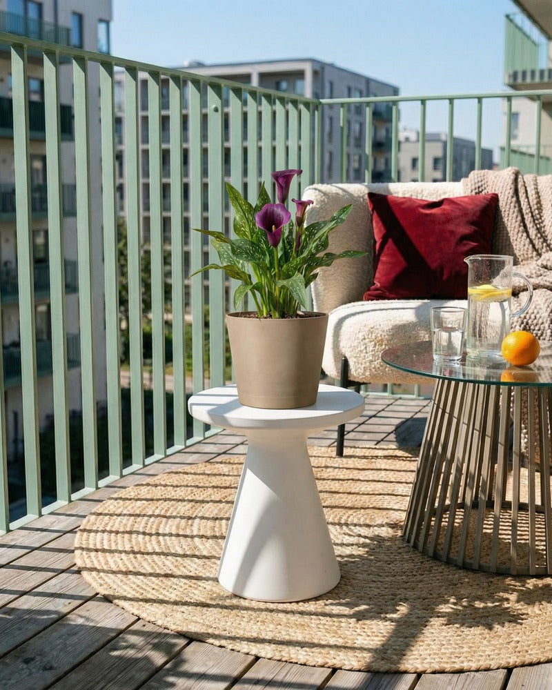 Violette Calla im beigen Topf auf einem sonnigen Balkon mit Lounge-Sofa