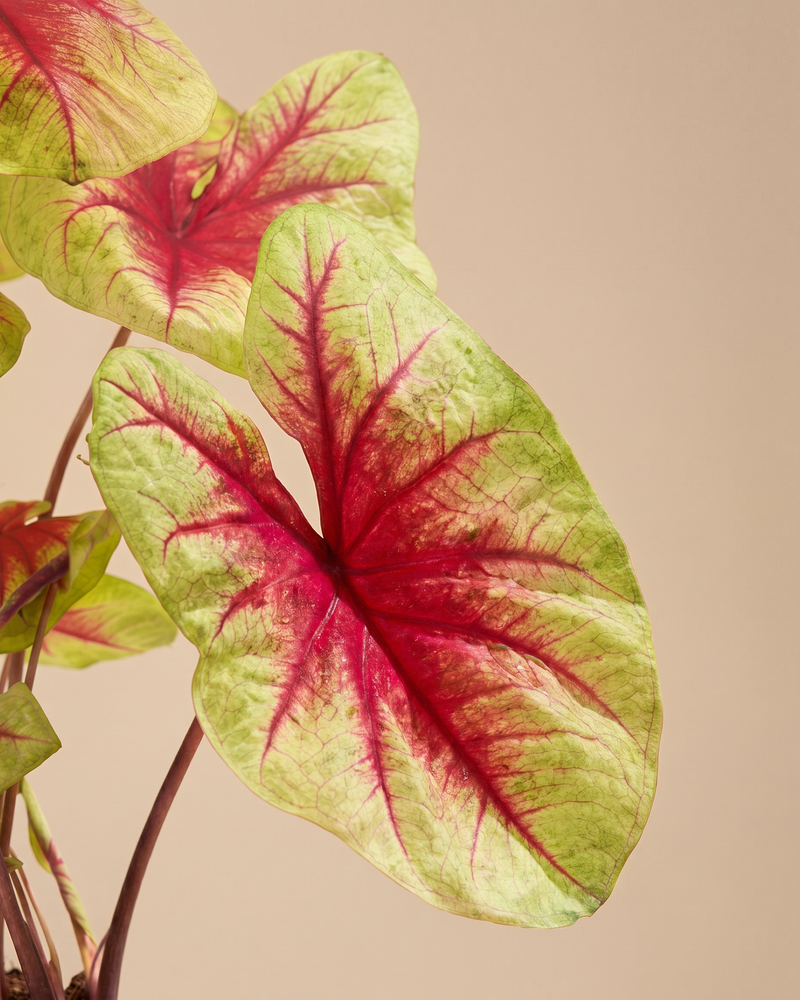 Nahaufnahme eines pink-grünen Blattes der Caladium 'Lemon Blush'