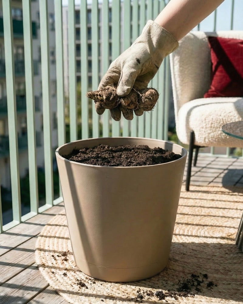 Hand pflanzt Canna-Knolle in einen beigen Topf auf einem sonnigen Balkon