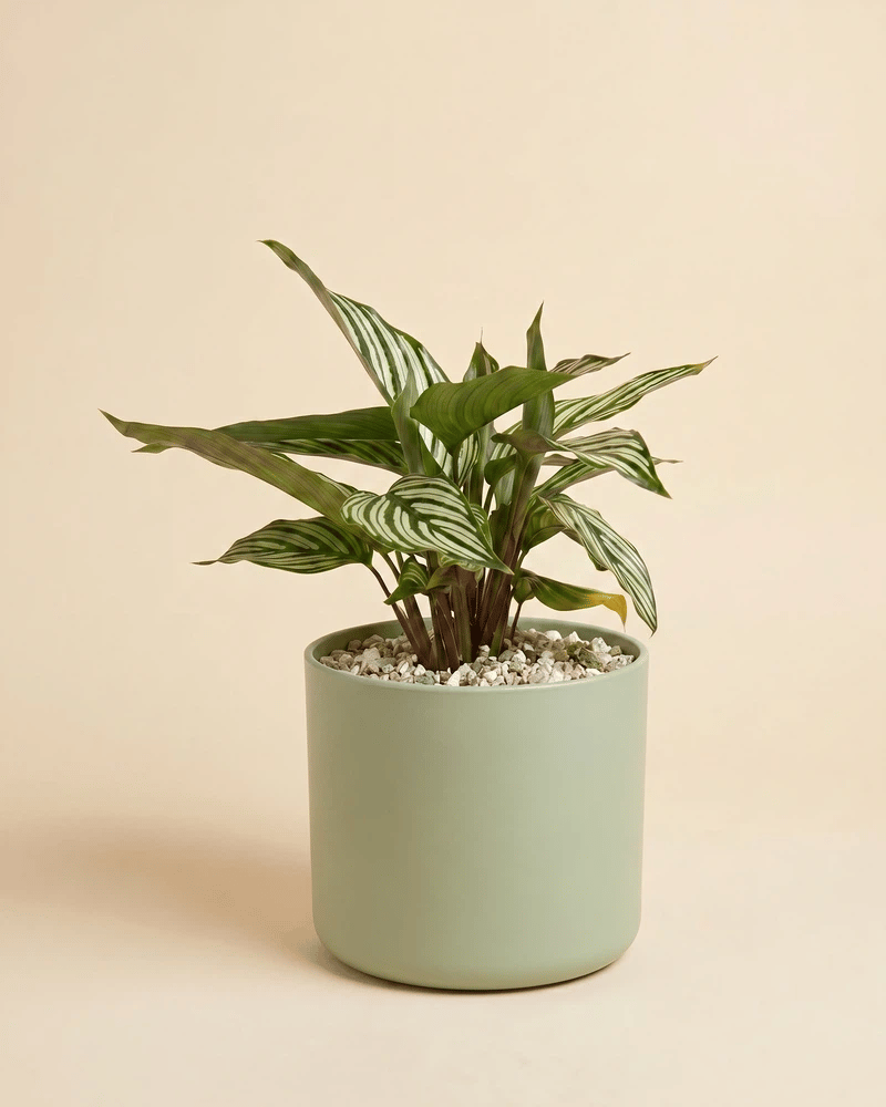 Die Calathea vittata im Lumi-Übertopf aus Kunststoff in vier Farben: Grün, Beige, Weiss und Anthrazit.