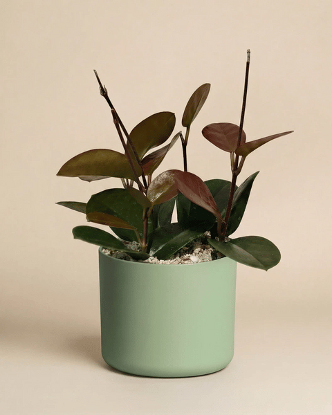 Hoya australis im zylindrischen Lumi-Übertopf in Grün, Beige, Weiss und Anthrazit