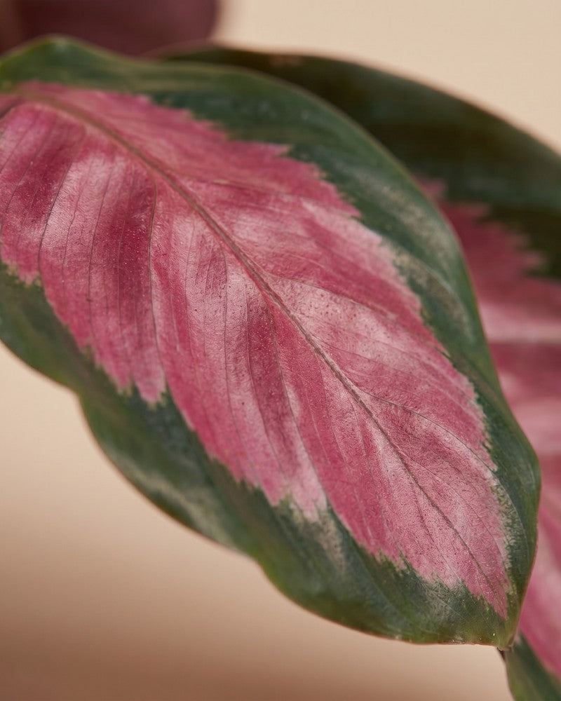Detailaufnahme eines einzelnen pink-grünen Blattes der Calathea 'Rosy'.