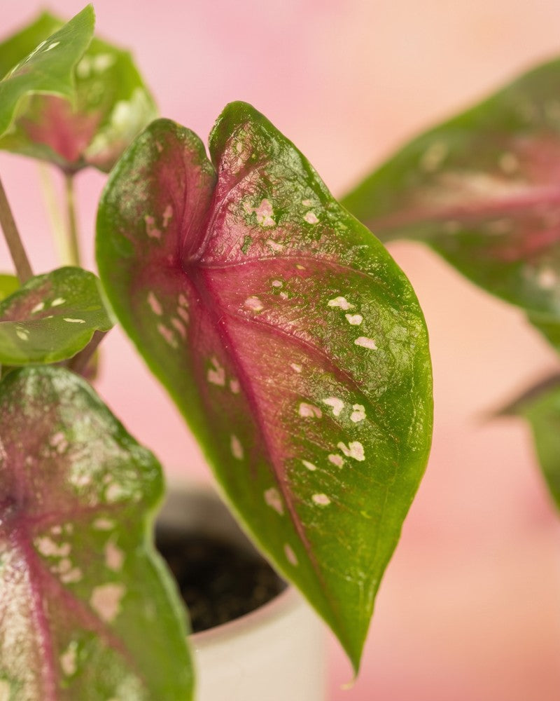 Einzelnes grünes Caladium-Blatt mit rosaroter Mitte und cremefarbenen Sprenkeln vor zartrosa Hintergrund.