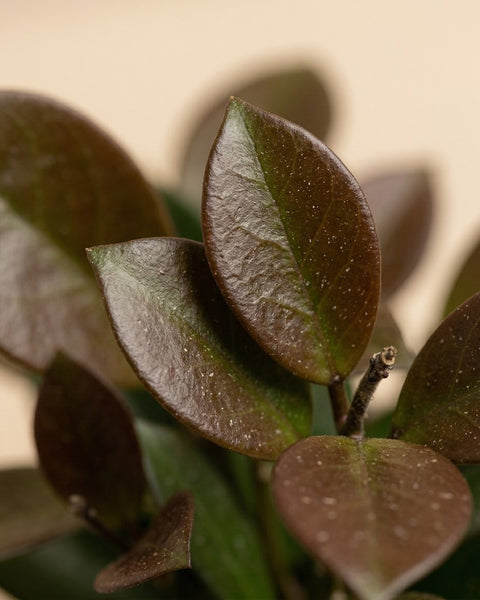 Nahaufnahme dunkelgrüne und rotschimmernde Blätter der Hoya australis
