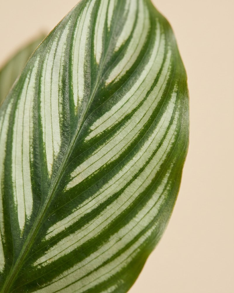 Makroaufnahme eines einzelnen pinstripe-gestreiften Blattes der Calathea vittata.