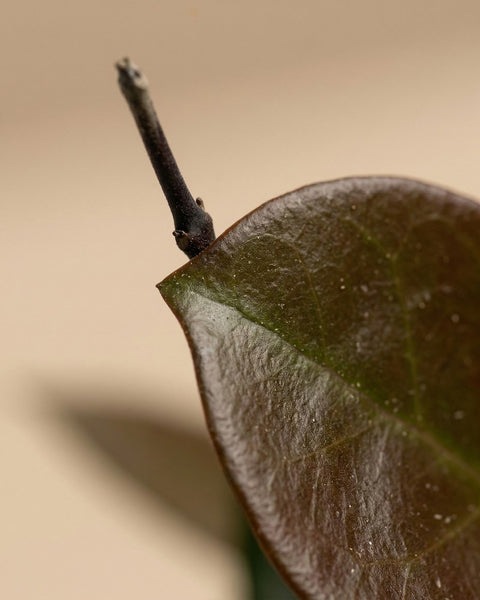 Nahaufnahme eines einzelnen dunkelgrünen Blattes mit Blattstiel