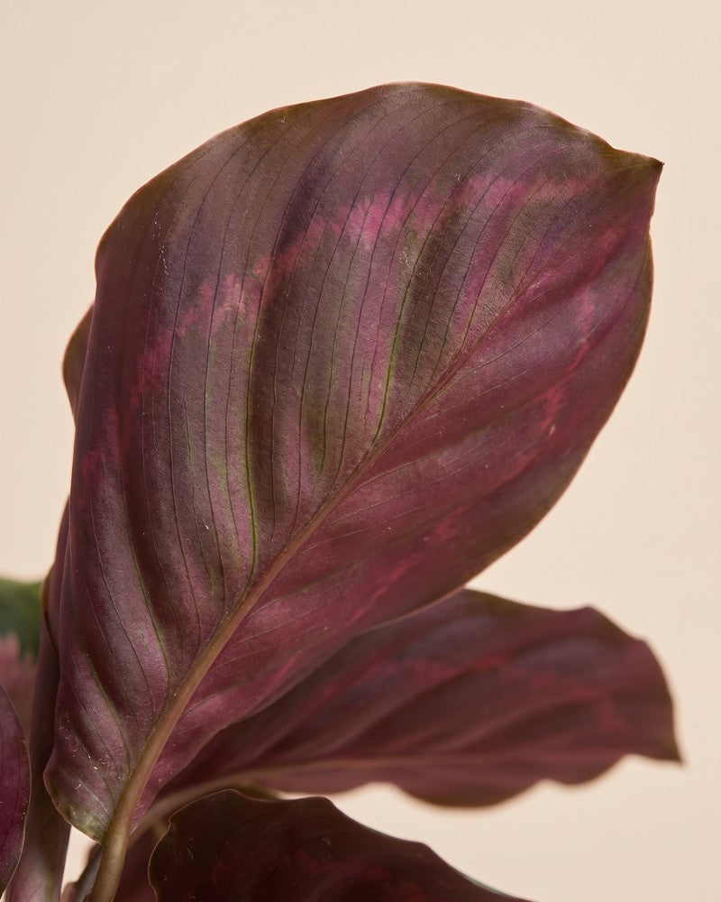Nahaufnahme eines tiefroten, dunkel gemusterten Blattes der Calathea 'Rosy'.