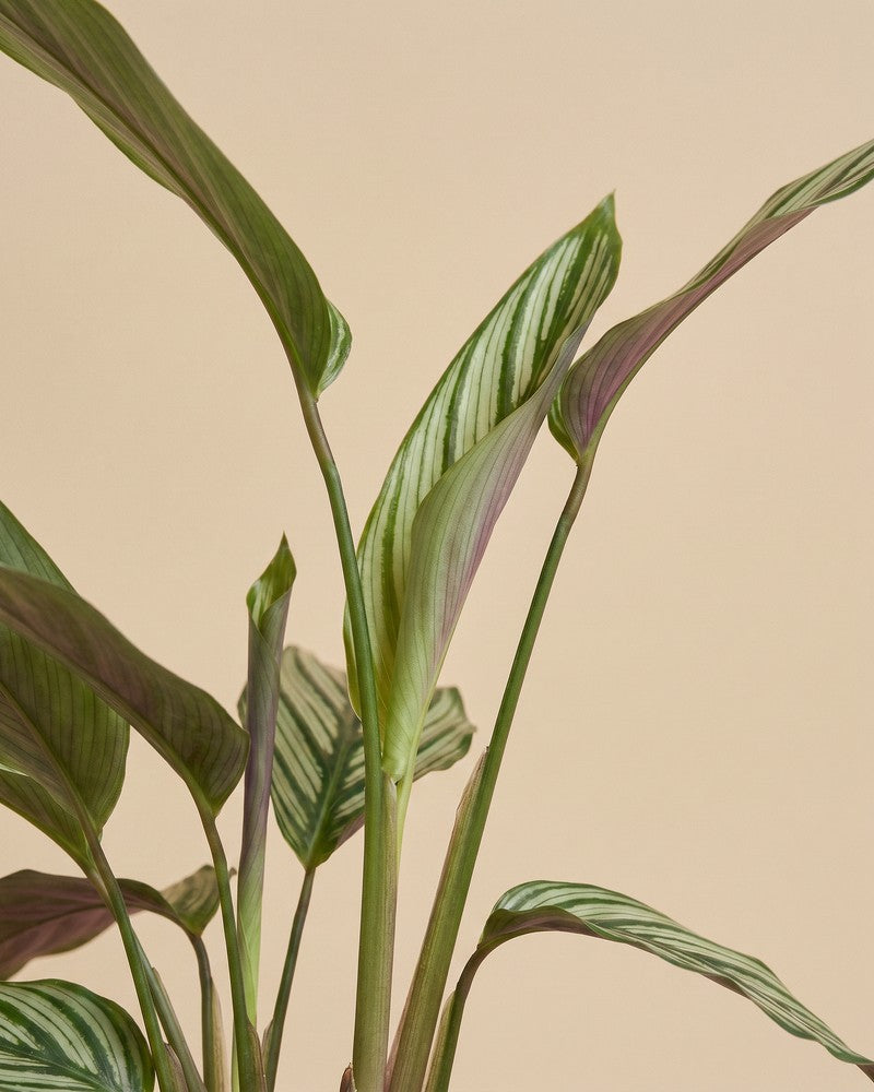 Detailansicht der hochgewachsenen, fein gestreiften Blätter der Calathea vittata.