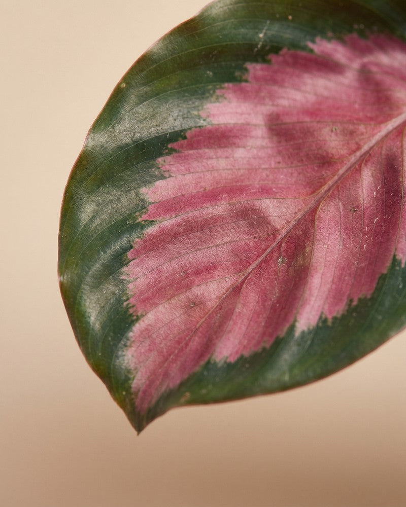 Detailansicht eines pink-grünen Blattes der Calathea 'Rosy' mit ausgeprägter Mittelrippe.