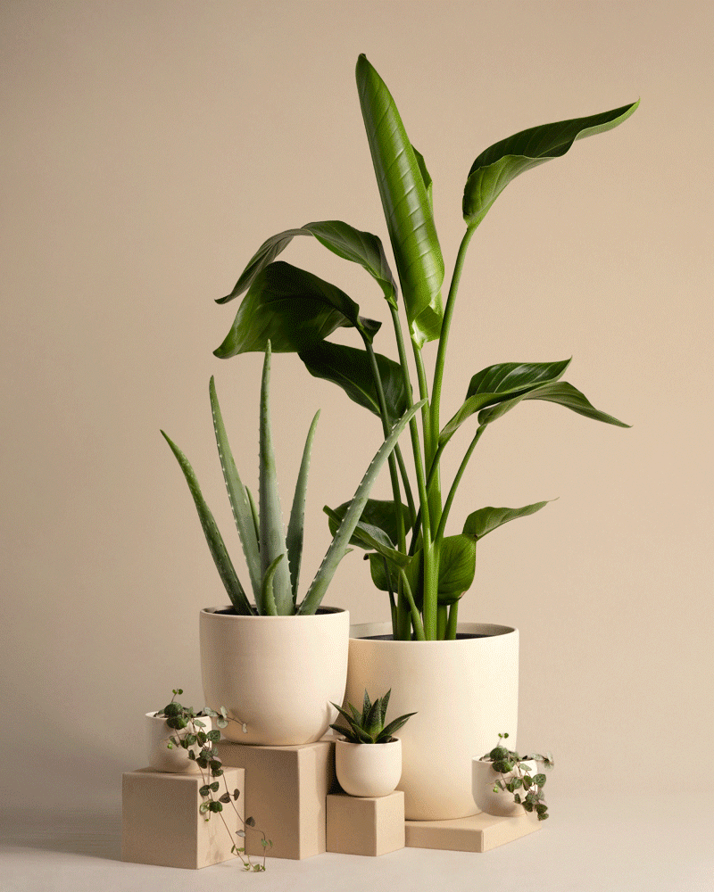 Pflanzen-Set für viel Licht