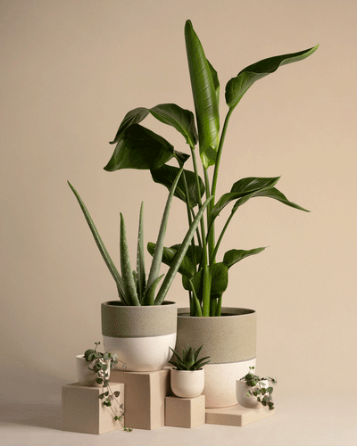 Pflanzen-Set für viel Licht