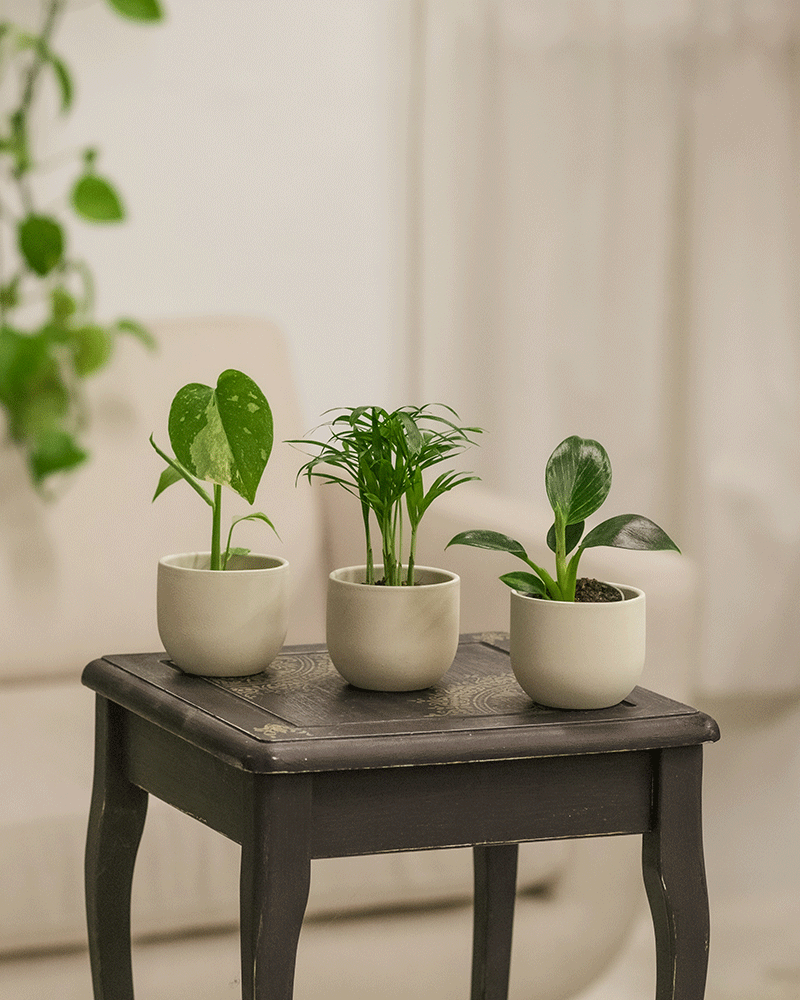 3er Babypflanzen-Überraschungs-Set mit wechselnden Pflanzen 