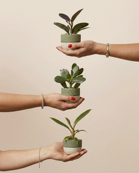 Drei Hände halten das 3er-Set Schweizer Überraschungs-Babypflanzen in grünen Töpfen vertikal vor beigem Hintergrund. Jede Hand trägt ein Armband, zwei Hände haben roten Nagellack.
