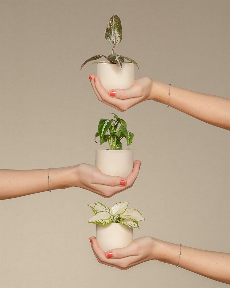 3er Babypflanzen-Set mit farbigen Pflanzen in beigen feey Keramiktöpfen wird von drei Händen ins Bild gehalten