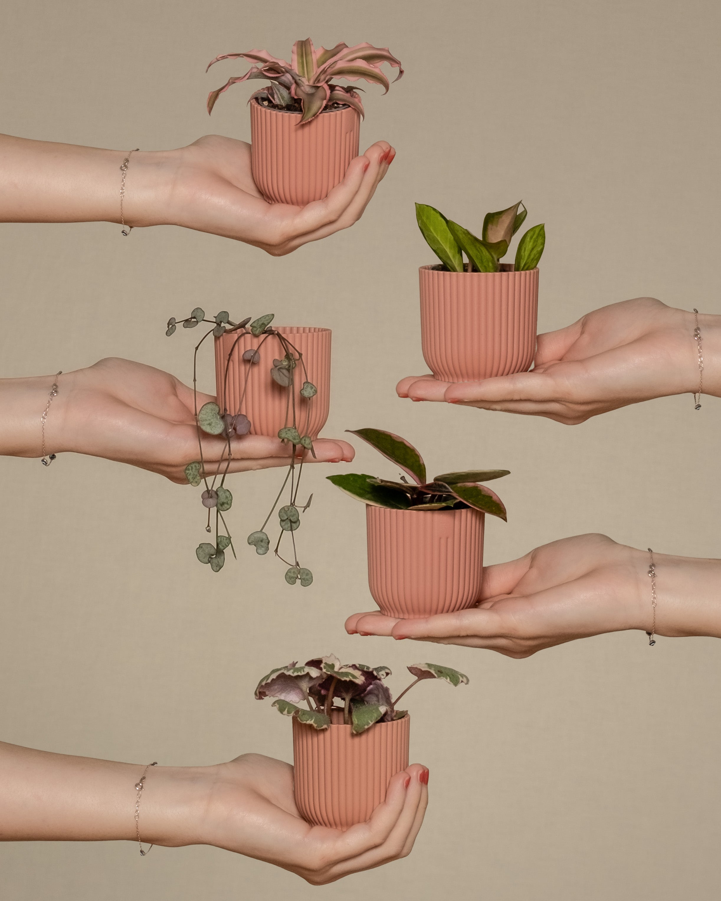 Babypflanzen-Quintett mit rosa Blättern wird von fünf Händen links und rechts ins Bild gehalten 