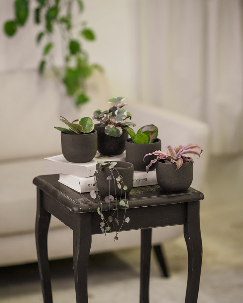 5er Babypflanzen-Set mit Rosa Blättern im Wohnzimmer