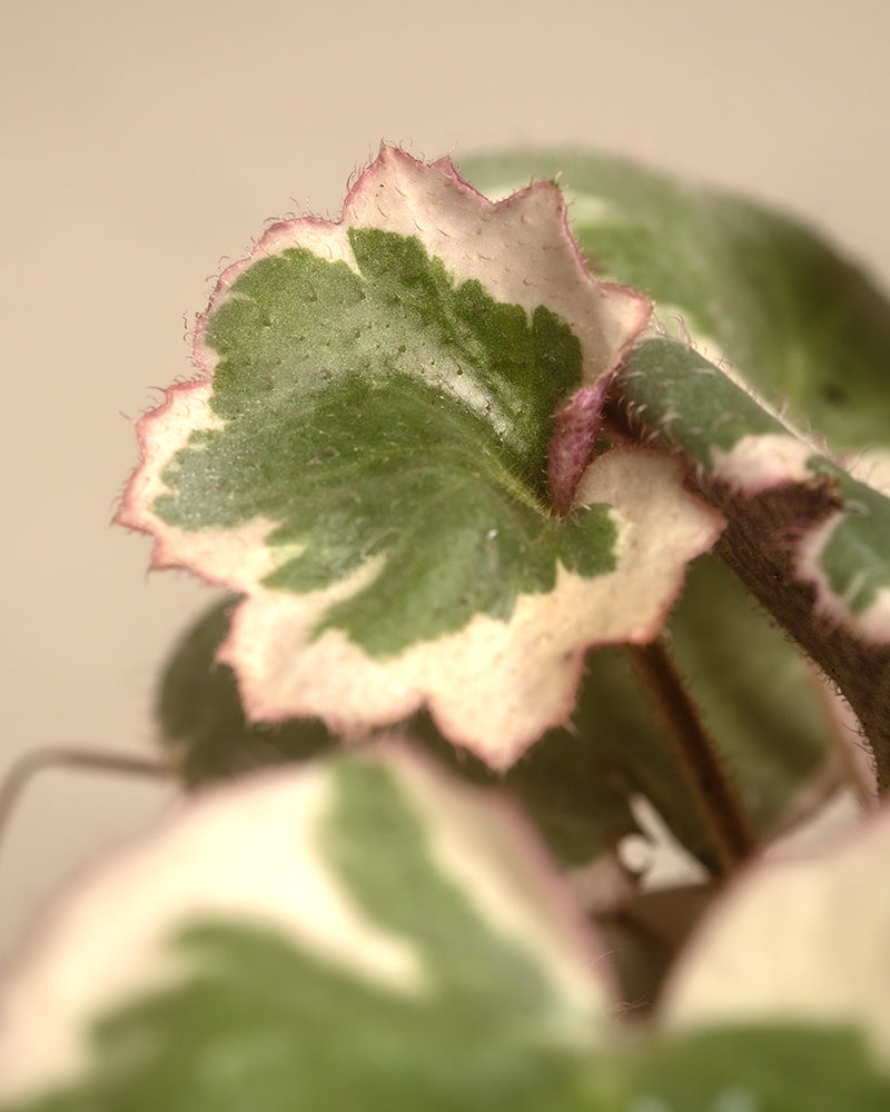 Detailaufnahme Saxifraga variegata