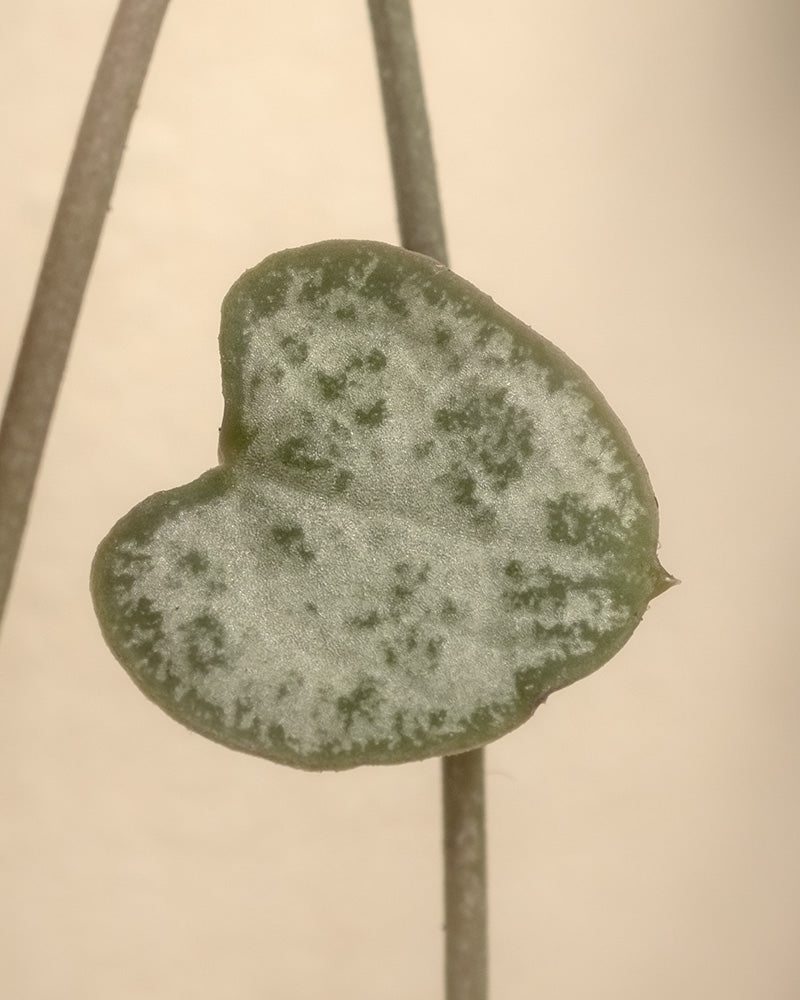 Detailaufnahme Leuchterpflanze