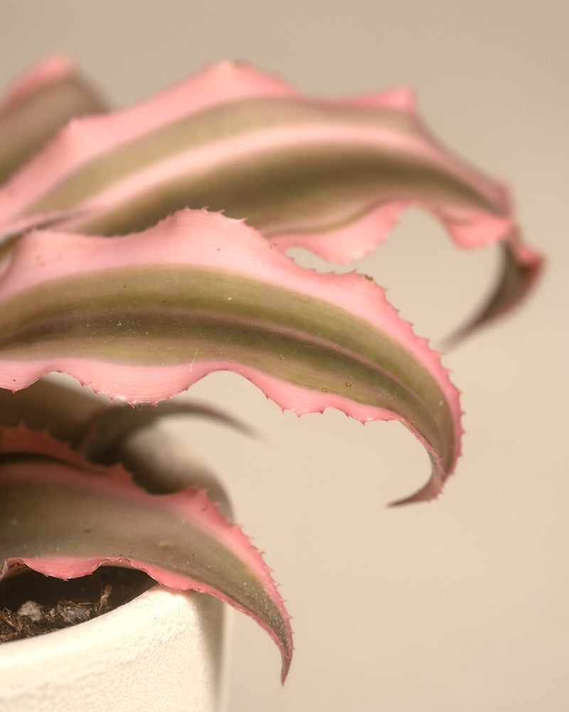 Detailaufnahme Cryptanthus bivittatus 'Pink Star'
