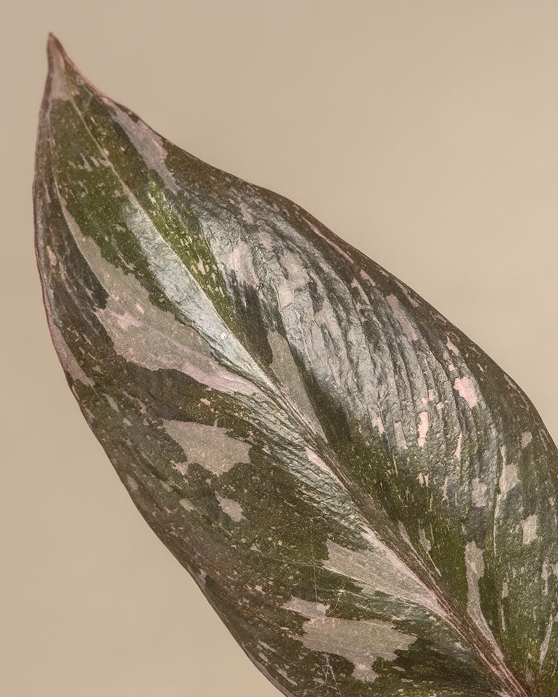 Detailaufnahme Philodendron 'Pink Princess Marble'