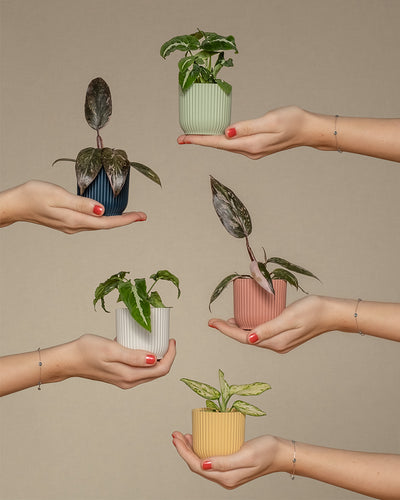 Hände von links und rechts, welche Babypflanzen-Quintett mit bunten Blättern halten