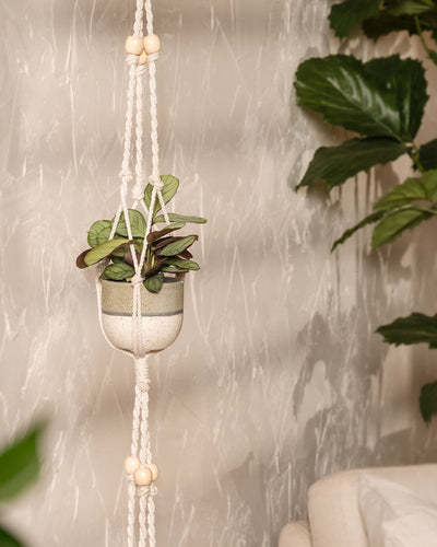 Eine kleine Topfpflanze baumelt in einem weißen Makramee-Halter vor einer strukturierten beigen Wand und passt perfekt in das elegante Keramik-Baby-Topfset „Variado“ (6 Stk.). Verschiedene grüne Blätter rahmen die Szene ein und verstärken das gemütliche und natürliche Ambiente.