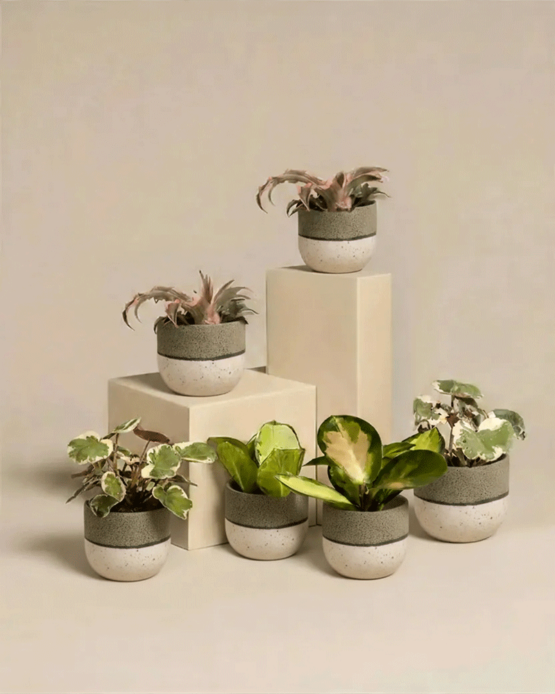 Sechs Rosa Babypflanzen (6er Set), darunter Sorten wie Cryptanthus bivittatus 'Pink Star', stehen in weißen Töpfen mit einem grauen Streifen auf beigen Blöcken und heben ihre grünen und panaschierten Blätter vor einem neutralen Hintergrund hervor.