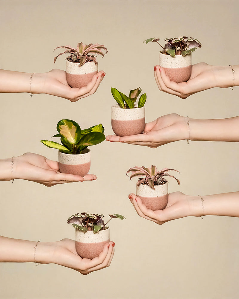 Sechs Hände halten jeweils eine einzigartige Blattpflanze aus dem Rosa Babypflanzen (6er Set), wie Cryptanthus bivittatus 'Pink Star' und Hoya australis 'Lisa', die symmetrisch vor einem beigen Hintergrund angeordnet sind.